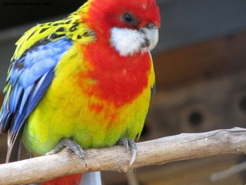 Las 10 aves más coloridas del mundo