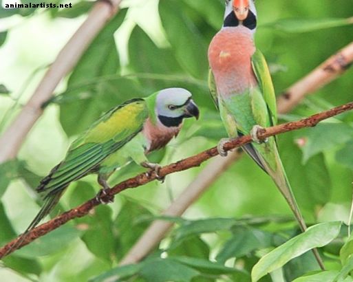 The Musttache Parakeet: En leken og smart kjæledyr papegøye