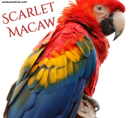 En guide til å eie en Scarlet Macaw