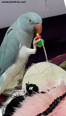 Årsaker og mulige løsninger for atferdsproblemer hos papegøyer