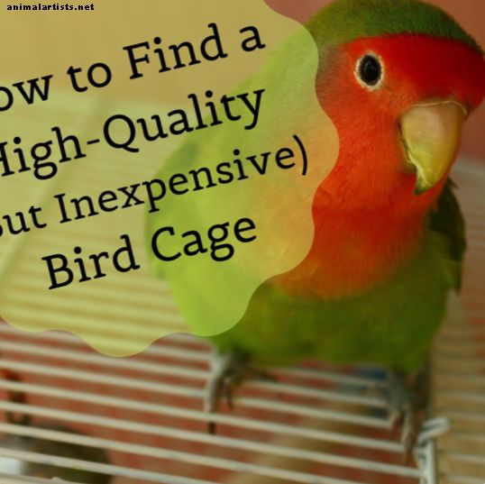 La importancia de una jaula de pájaros de calidad y dónde encontrar una barata
