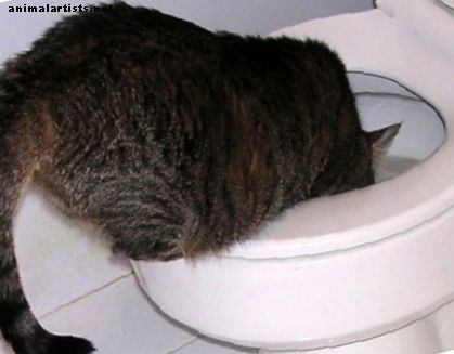 Hvorfor i all verden drikker katter av toaletter?