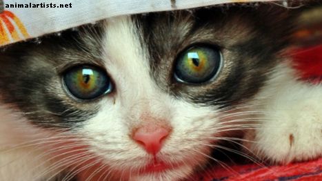 10 λογικοί λόγοι για τους οποίους οι γάτες είναι χαριτωμένοι (με εικόνες)