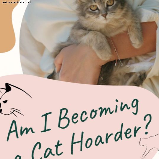 Bliv jeg en katten hoarder?  Spørgsmål til dig selv (eller en ven)