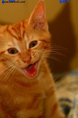 Cat Personalities: Feline-ality y Meet Your Match