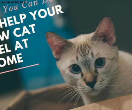Ako pomôcť svojej novej mačke cítiť sa ako doma