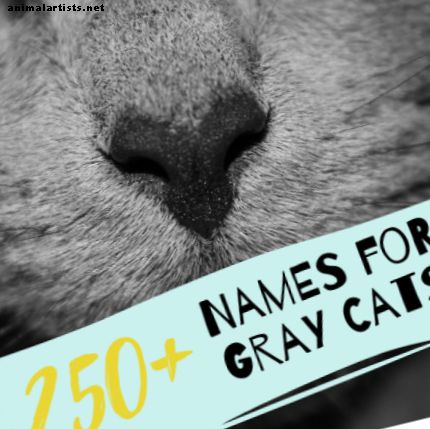 250+ Purrrfect-navne på grå katte