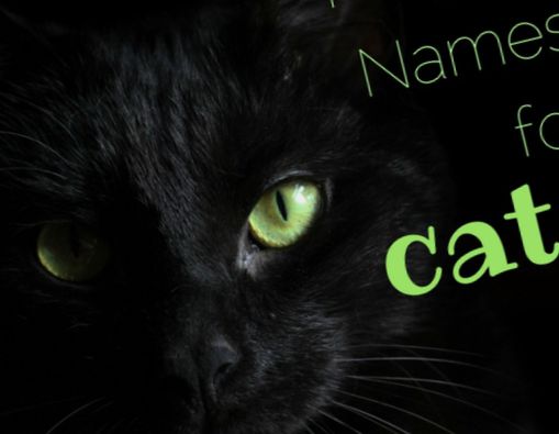 65 nombres únicos y mágicos para gatos