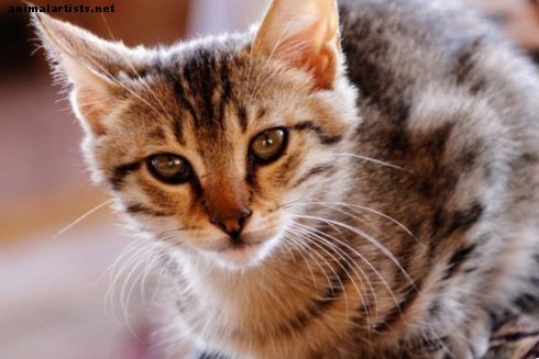 Lenguaje corporal felino: ¿qué está tratando de decirte tu gato?