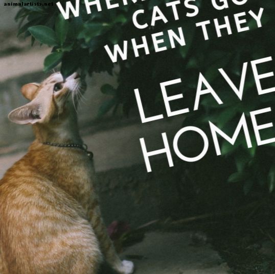 ¿A dónde van tus gatos cuando salen de tu casa?