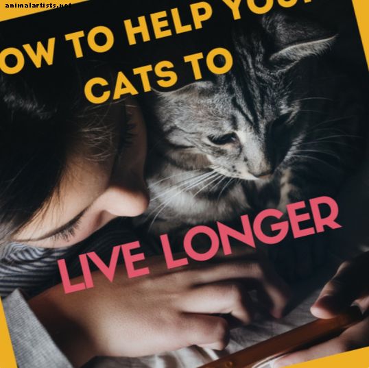 Slik kan du hjelpe katten din å leve lenger