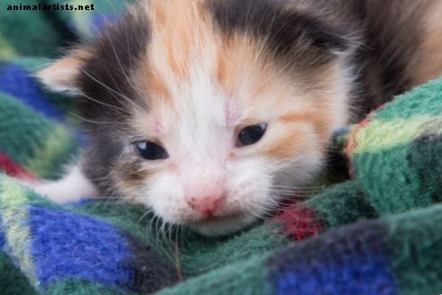 Cómo cuidar a los gatitos callejeros: una guía para criar gatitos salvajes