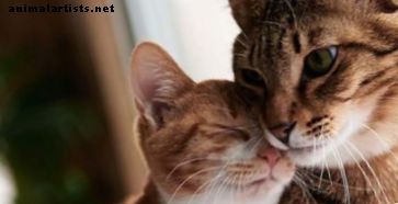 Consejos para propietarios de gatos por primera vez: consejos y suministros para hacer feliz a tu amigo peludo en su nuevo hogar
