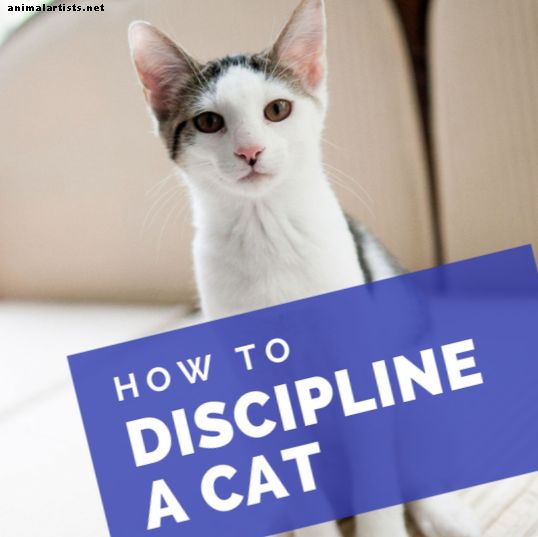 ¿Cuál es la mejor manera de disciplinar a un gato?  Consejos de un padre gato