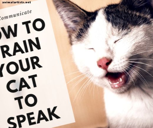 Entrenamiento de gatos: cómo enseñar a tu gato a hablar