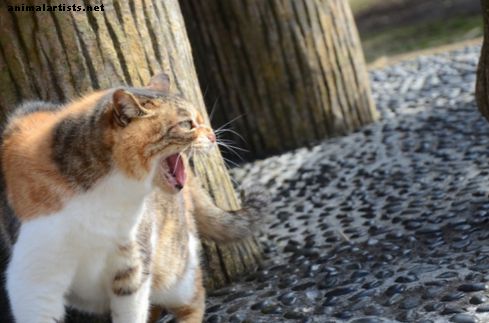 ¿Por qué los gatos son agresivos?