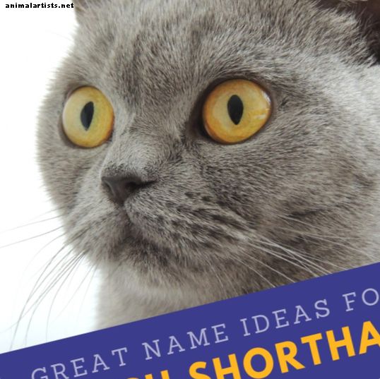20 grandes nombres para tu gato británico de pelo corto de la literatura, la mitología y el folclore