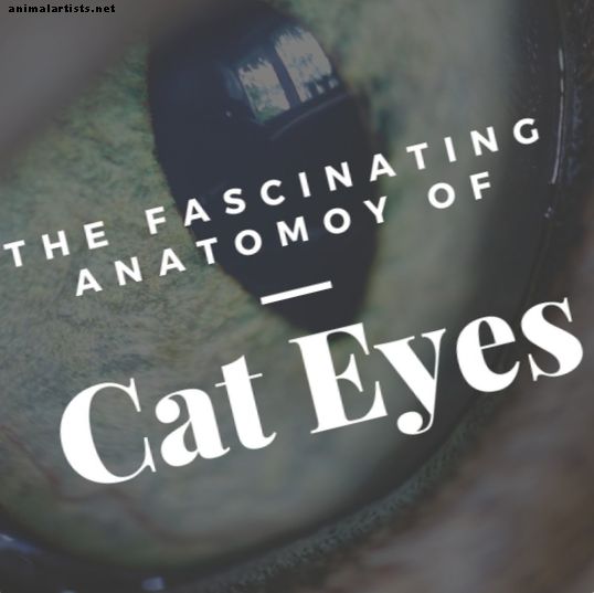 La anatomía del ojo de gato