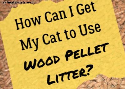 Cómo entrenar a tu gato para que use arena para pellets de madera