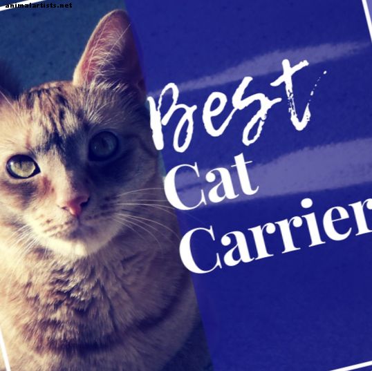 Los mejores transportistas de gatos para viajes en automóvil o avión (viajes cortos y largos)