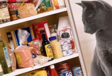 Alimentos tóxicos: lo que su gato nunca debe comer