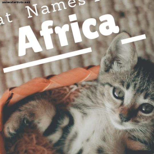 20 nombres de gatos impresionantes de África