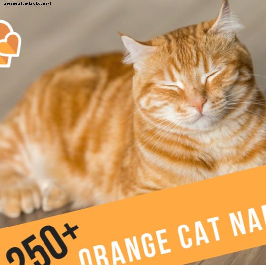 Más de 250 mejores ideas para gatos naranjas