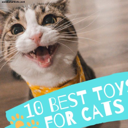 10 regalos de juguete para gatos mejor calificados para 2019