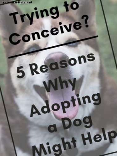 5 razones para adoptar un perro para parejas que intentan concebir (TTC)