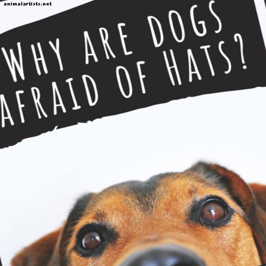 Λόγοι για τους οποίους οι σκύλοι φοβούνται τα καπέλα