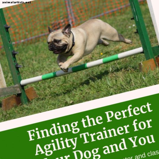 Cómo encontrar el instructor de agilidad adecuado para usted y su perro