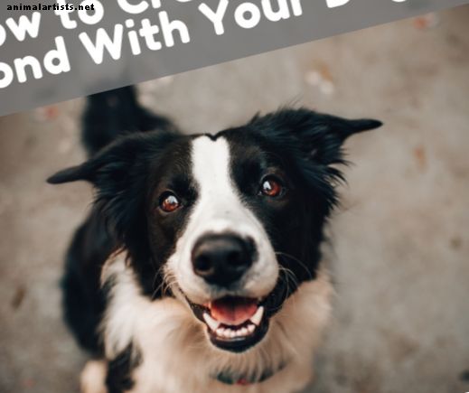 Hvordan og hvorfor du bør opprette et solid bånd med hunden din