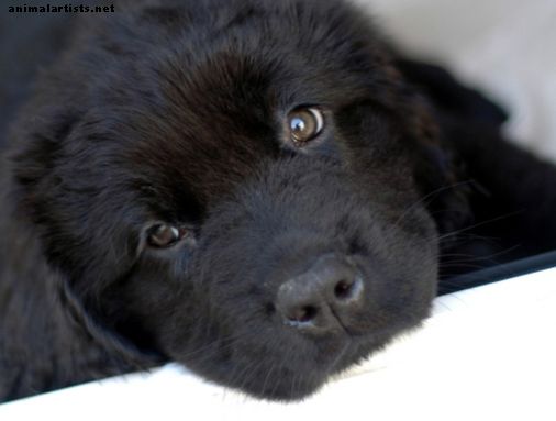 60 mien pre čiernych psov: psy, samice, Badasy a vtipné (od Astra po Velvet)