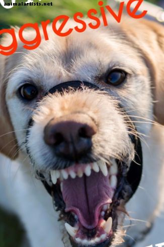 10 mest aggresive hunderacer: temperamentvurderinger og information
