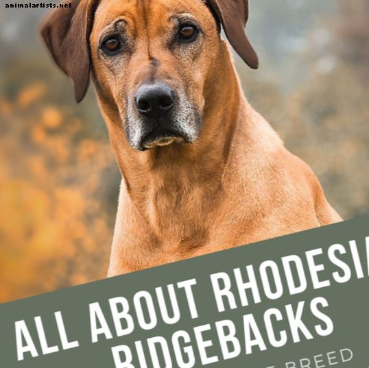 Rhodesian Ridgeback: Historia de la raza, temperamento y preguntas frecuentes