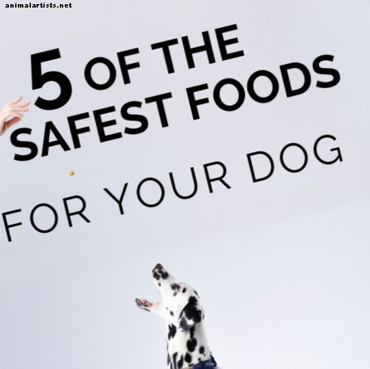 Miocardiopatía dilatada: 5 alimentos seguros para perros que nunca se han retirado del mercado