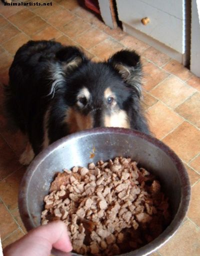 Por qué nunca debe confiar en el asesor de alimentos para perros