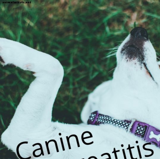 Hva er hundepankreatitt?