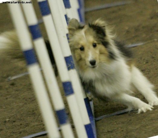 One Dog's Championship Journey: Our Road to Earning the AKC's Agility Championship title