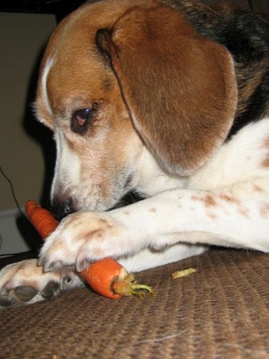 Τα καρότα είναι καλά για σκύλους;