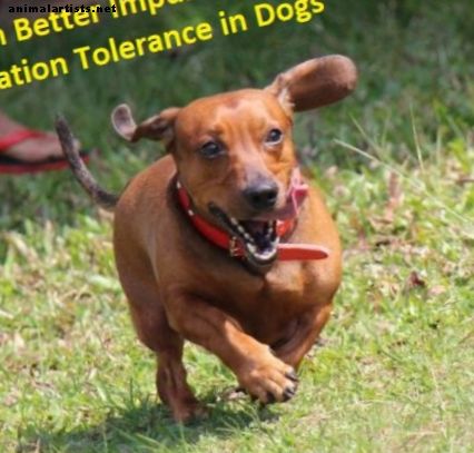 8 ejercicios para entrenar el control de impulsos de un perro y la tolerancia a la frustración
