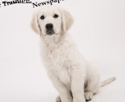 Обучение на хартия вашето кученце да пикае на вестник
