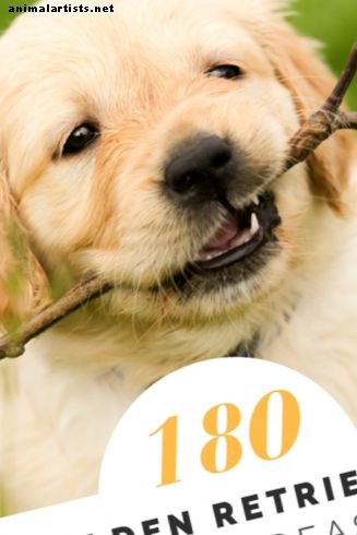 Daugiau nei 180 auksinių retriverių vardų jūsų mylimam šuniukui