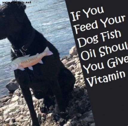 Ak kŕmite rybím olejom pre psov, mali by ste tiež podávať vitamín E?