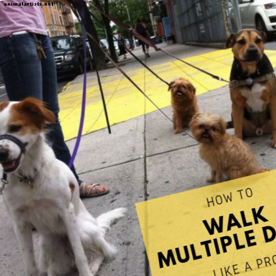 Cómo pasear a varios perros como un paseador de perros profesional