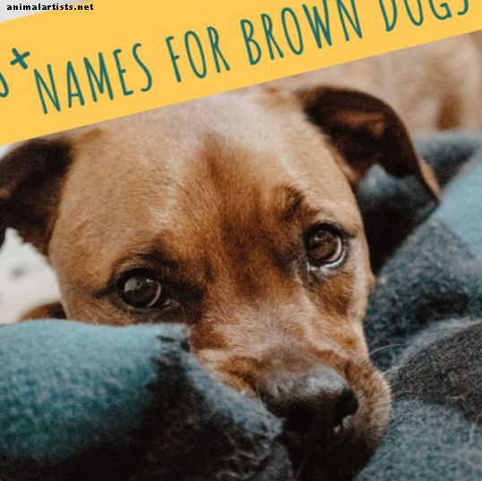200+ Unike brune hundenavn: sjokolade og gyldenbrun