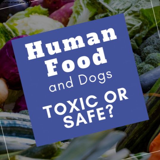 7 τρόφιμα που είναι τοξικά για σκύλους και 7 τρόφιμα που είναι ασφαλή