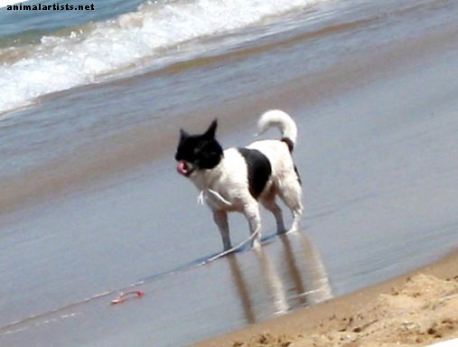 10 consejos para mantener a tu perro seguro en la playa