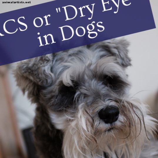 Нашата история: Причините за KCS или „Сухи очи“ при кучетата