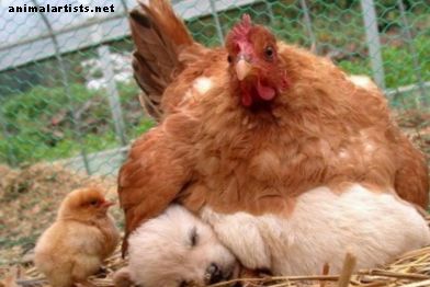 Cuatro razas de perros que probablemente matarán a tus pollos